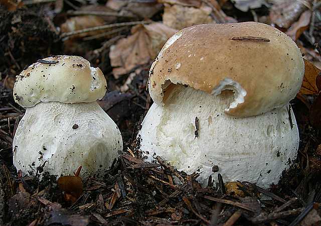 Le  meraviglie della foresta